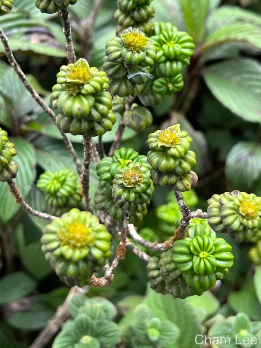 Hedyotis quinquinervia Thwaites